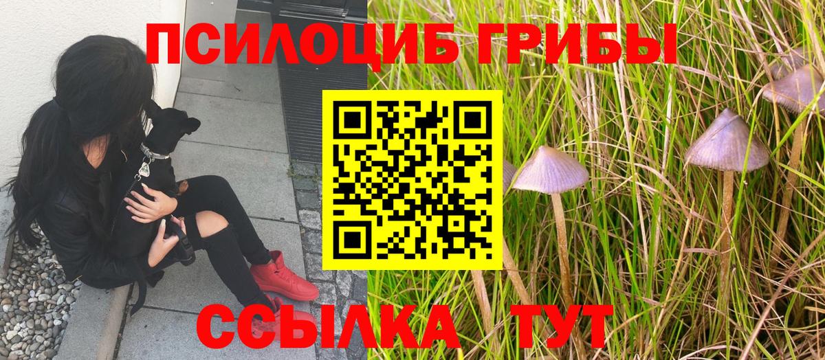 Михайловск  Галлюциногенные грибы Magic Shrooms  Псилоцибиновые грибы ЛСД  что такое   Вход с VPN 